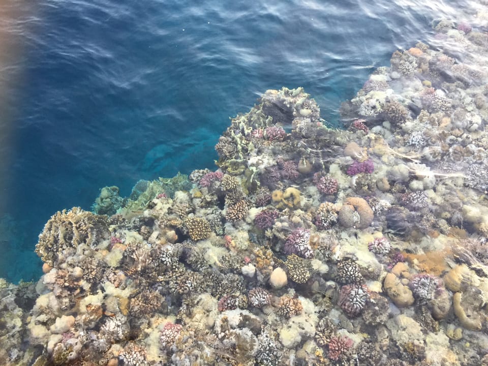 Strand Pickalbatros Palace Hotel-Port Ghalib