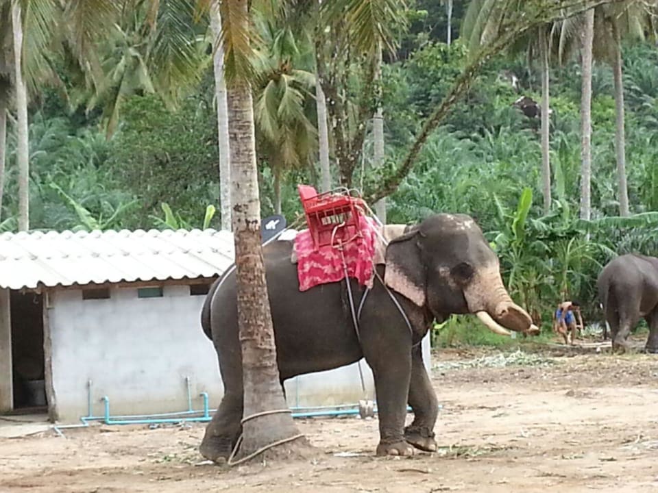 Auch so etwas kann erleben Khaolak Bhandari Resort & Spa