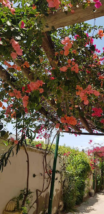 Gartenanlage Hotel Nesrine