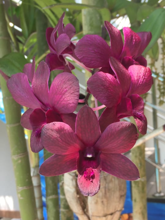 Gartenanlage Pahalage Guesthouse