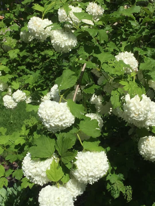 Schwarzwald Chalets Schwarzwald Chalets