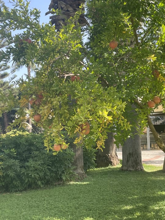 Gartenanlage Labranda Alantur Resort