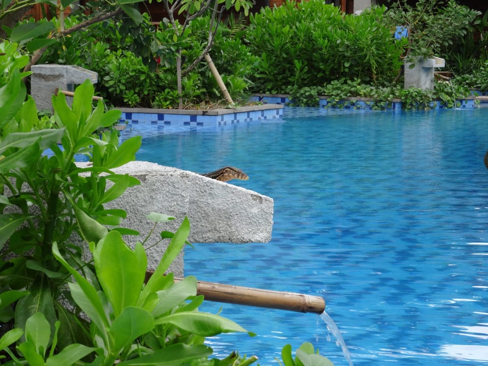 Haustier Gili Air Lagoon Resort