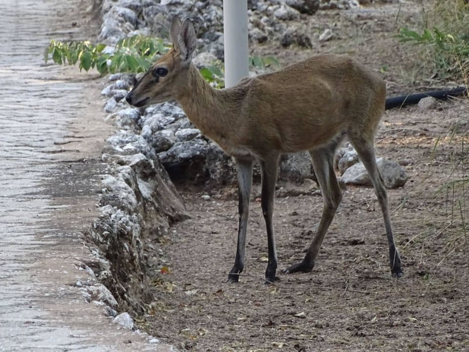 Mitbewohner Hotel Mushara Lodge