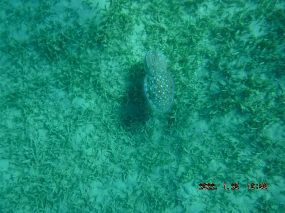 Strand Steigenberger Coraya Beach - Adults only