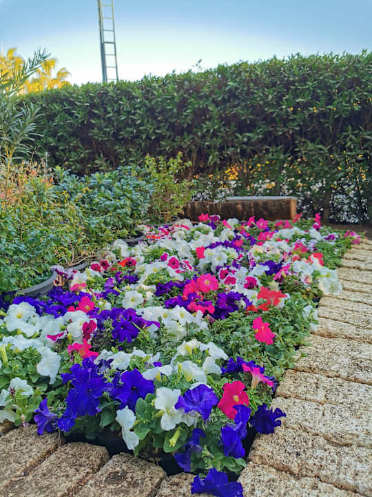 Sonstiges Desert Rose