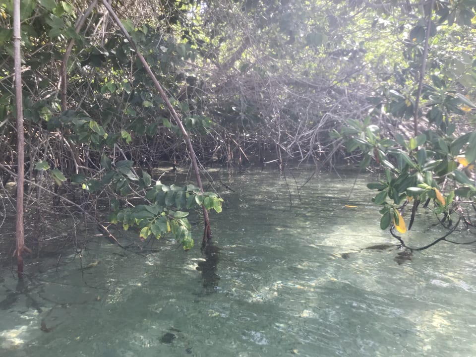 Strand Hotel Riu Negril