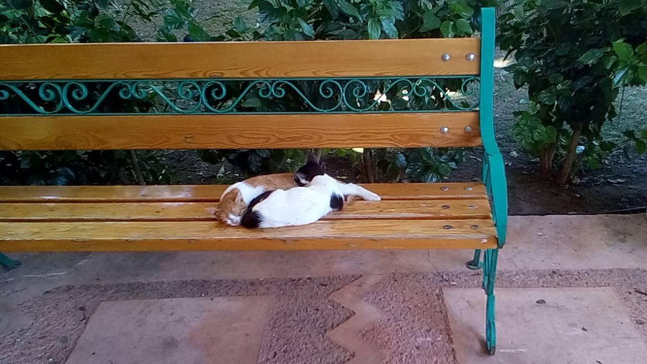 Лимровские кошки Limak Limra Hotel & Resort