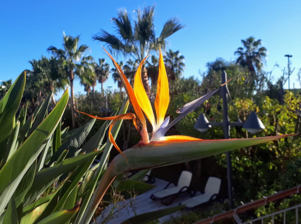 Gartenanlage Commodore Elite Suites & Spa - Adults only