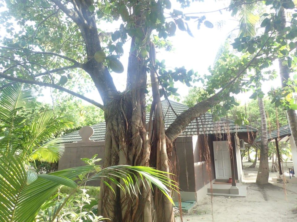 Bungalow Meedhuparo aussen Adaaran Select Meedhupparu Island Resort - Premium All Inclusive