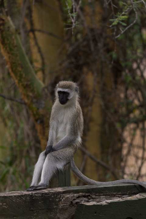 Affe vor dem Zimmer Royal Mara Safari Lodge