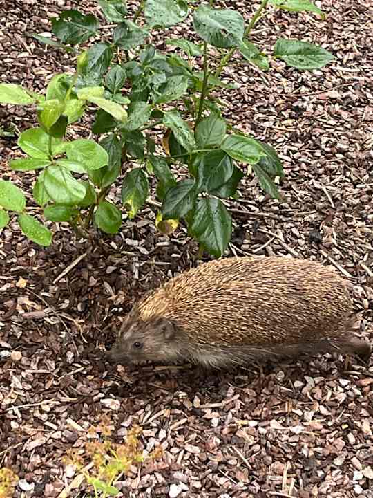 Gartenanlage Gartenhotel Moser