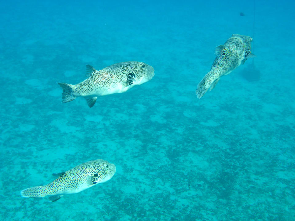 Strand Mövenpick Resort El Quseir