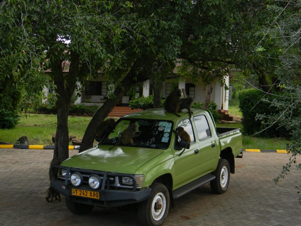 Nichts ist vor den Pavianen sicher Manyara Wildlife Safari Camp