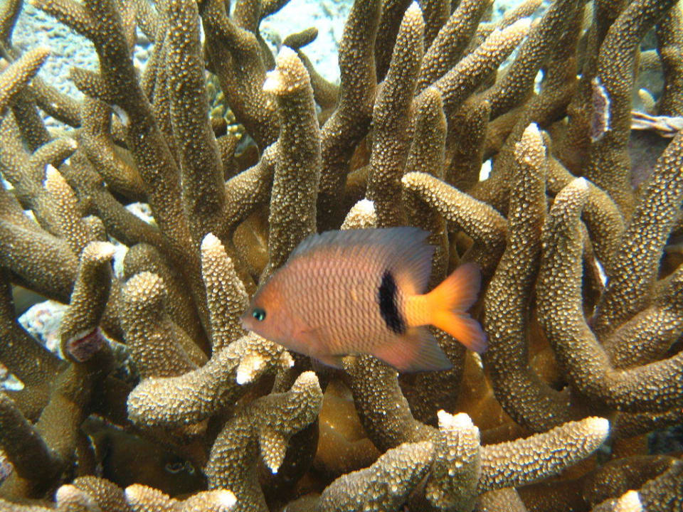 Riffbarsch Kuramathi Maldives