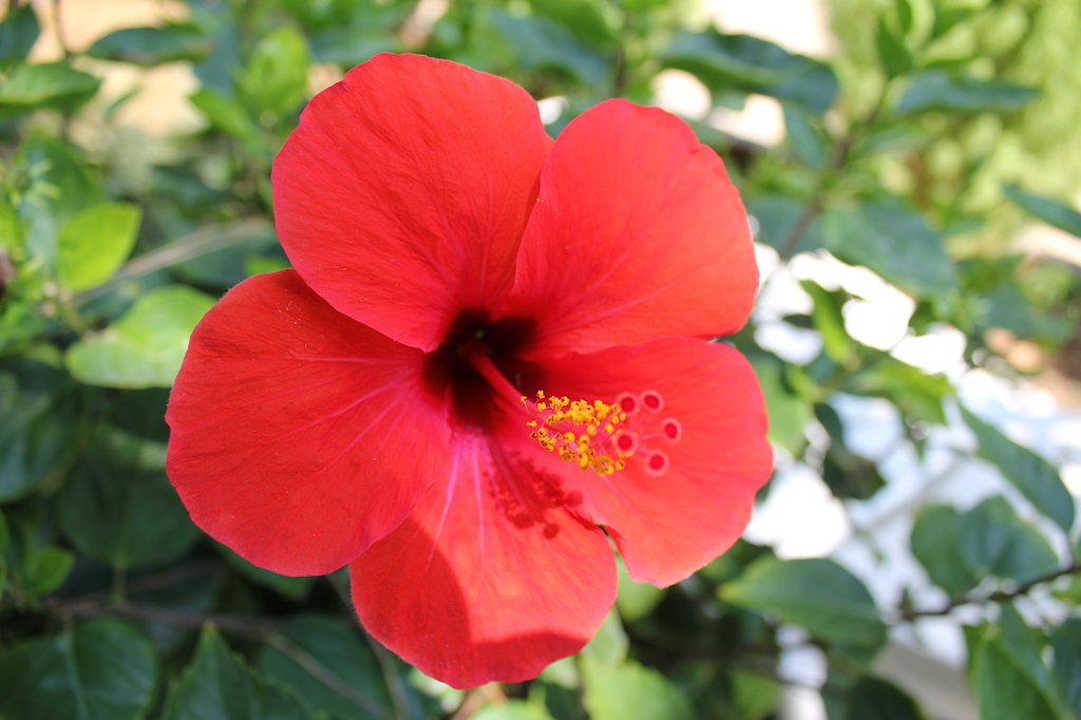 Blume Club Turtas Beach Hotel