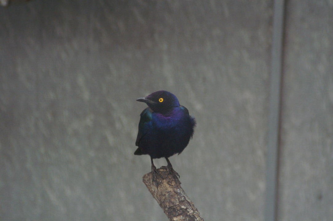 Vogel Ferienhaus A Vigia
