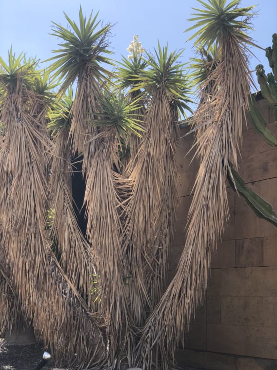 Gartenanlage Salobre Hotel Resort & Serenity