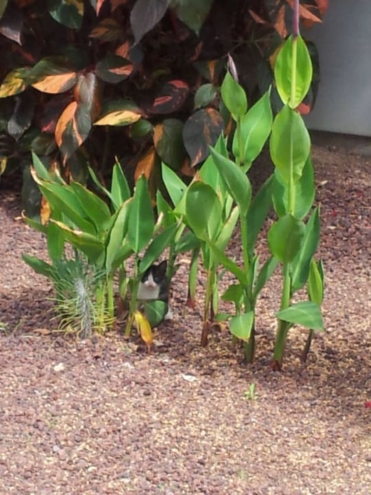 Katzenbabys entdecken die Welt BlueBay Beach Club