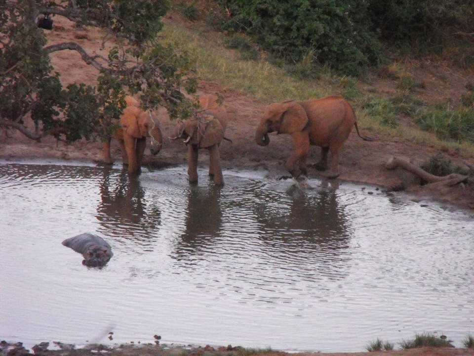 Das Wasserloch unterhalb unseres Bungalows Rhino Valley Lodge