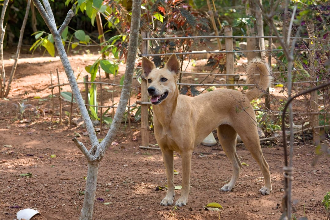 Einer der 6 Hunde im Garten ELDC Dreamcatcher House