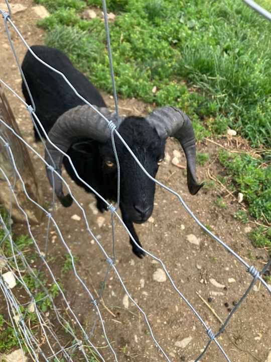 Gartenanlage Familien Resort Petschnighof - Familotel Kärnten