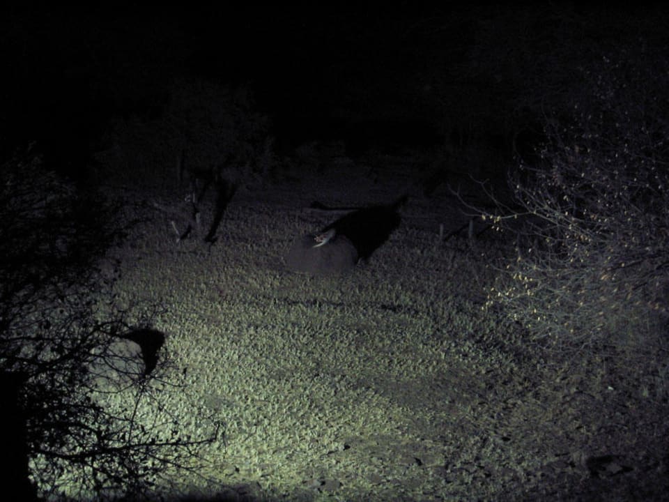 Blick auf die Futterstelle Hotel Amboseli Sopa Lodge