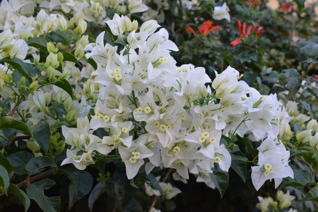 Gartenanlage Hotel Kalithea Horizon Royal