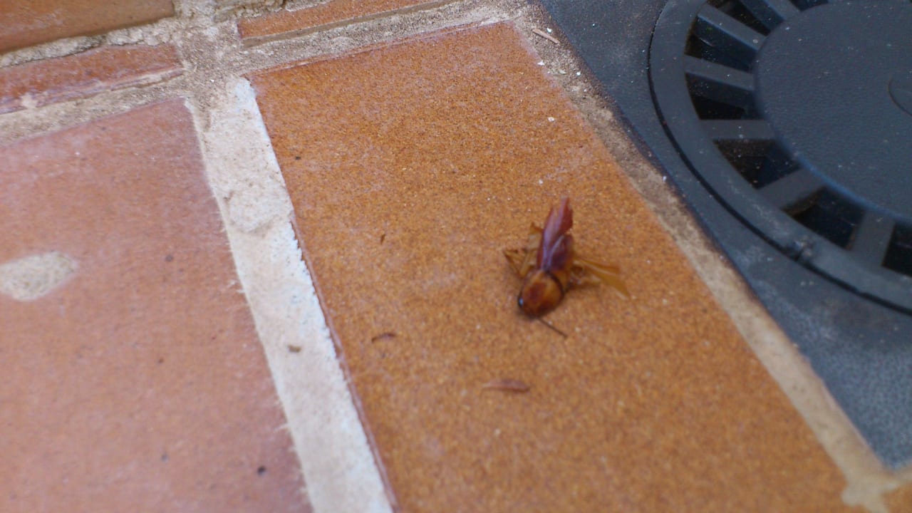 Guten Appetit Hotel Riu Palace Jandia