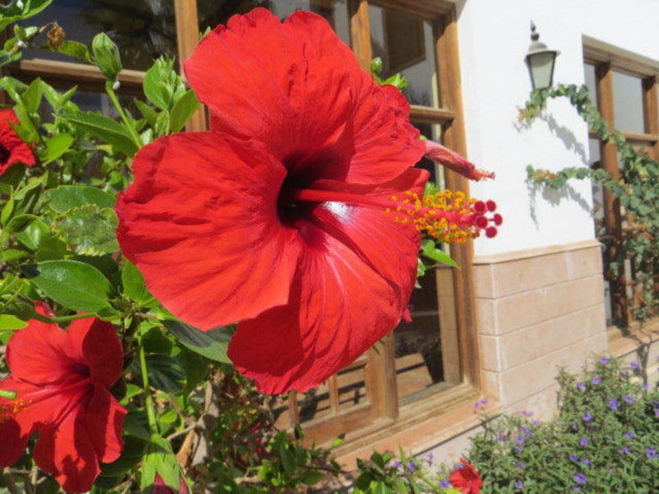 Hibiscus Lahami Bay Beach Resort