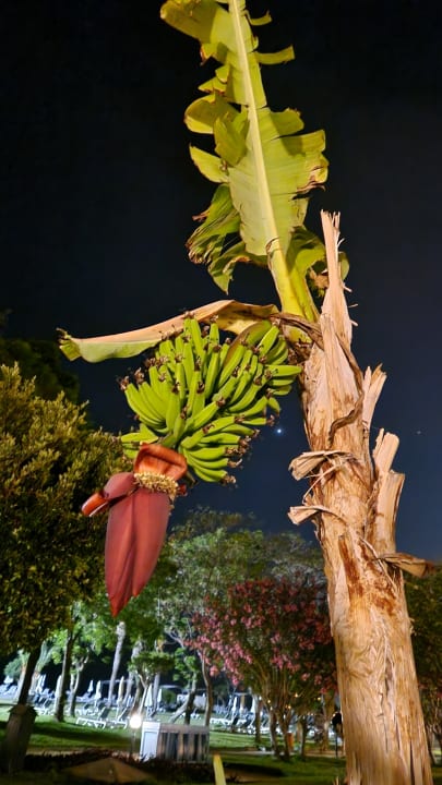 Gartenanlage Labranda Alantur Resort