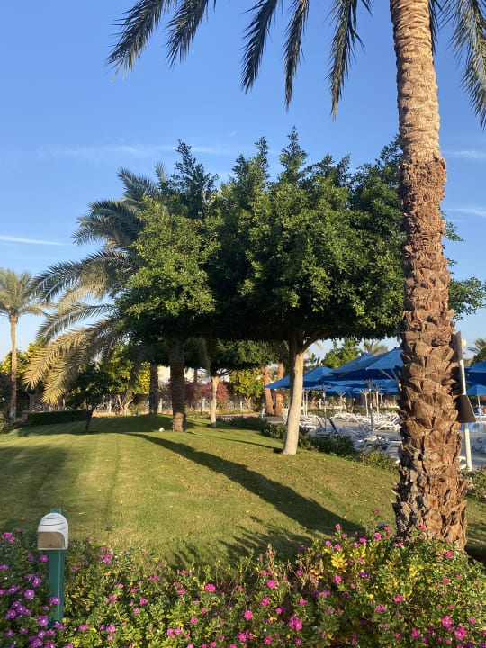 Gartenanlage Desert Rose