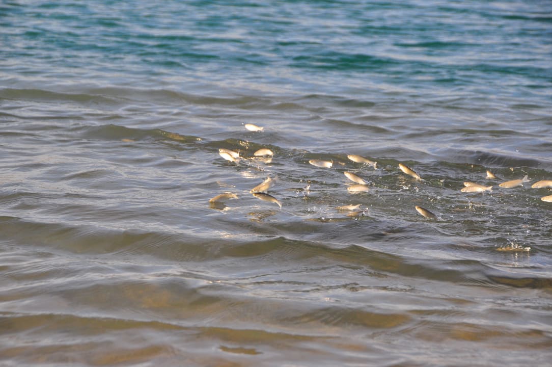 Hop! Three Corners Sea Beach Resort