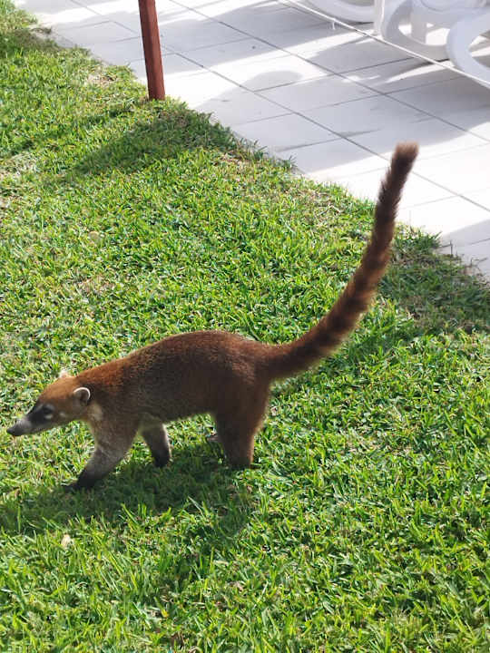 Sonstiges Hotel Riu Playacar