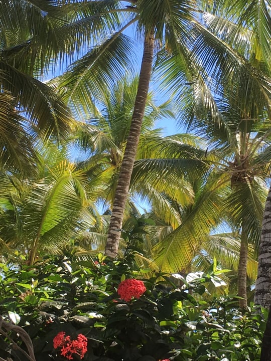 Strand Hotel Viva Dominicus Palace by Wyndham-All Inclusive Resort