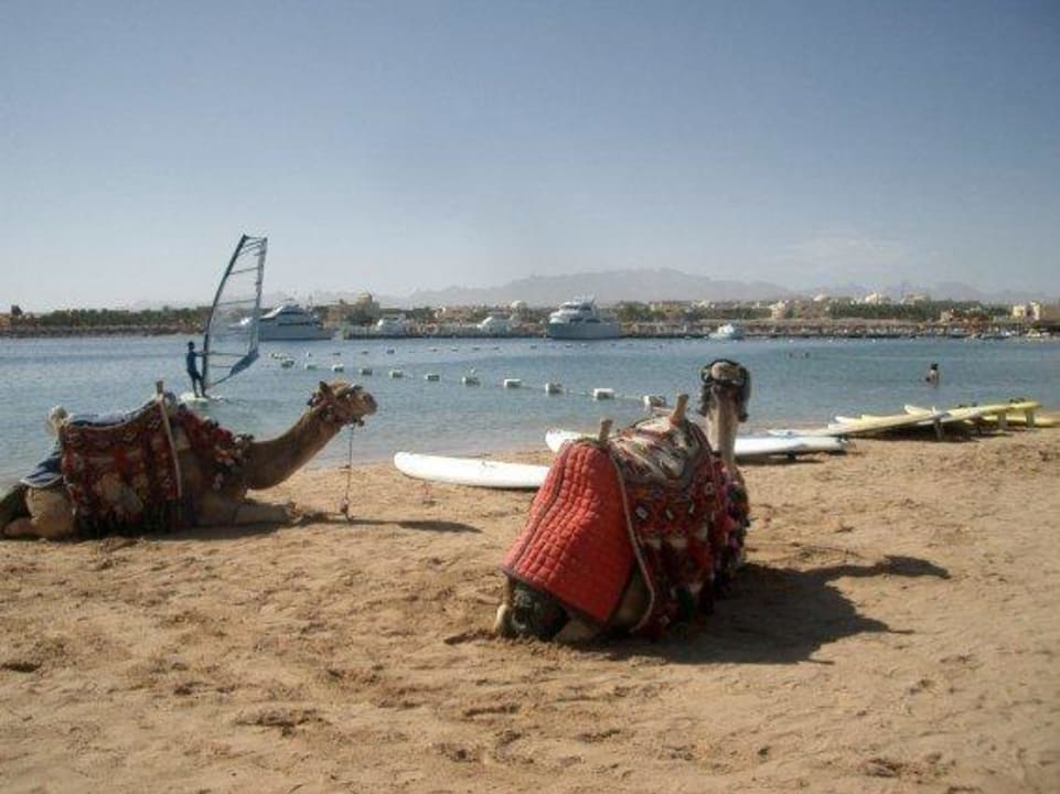 Strandidylle Iberotel Makadi Beach