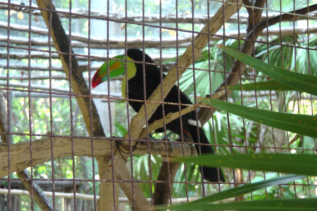 Sonstiges Iberostar Waves Tucan