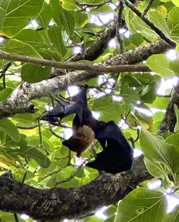 Gartenanlage Cinnamon Dhonveli Maldives