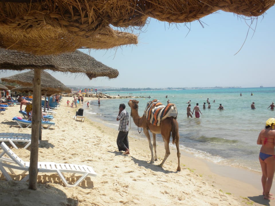 Kamel am Strand Sentido Phenicia
