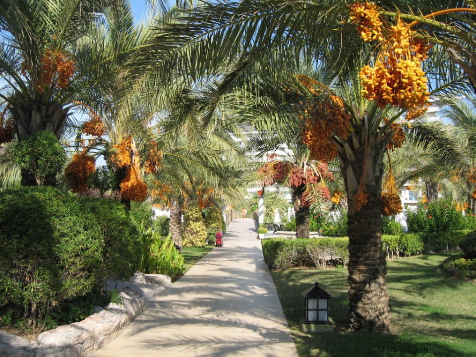 Gartenanlage  Palmen Royal Wings Hotel