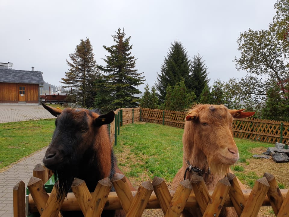 Sport & Freizeit AHORN Hotel Am Fichtelberg