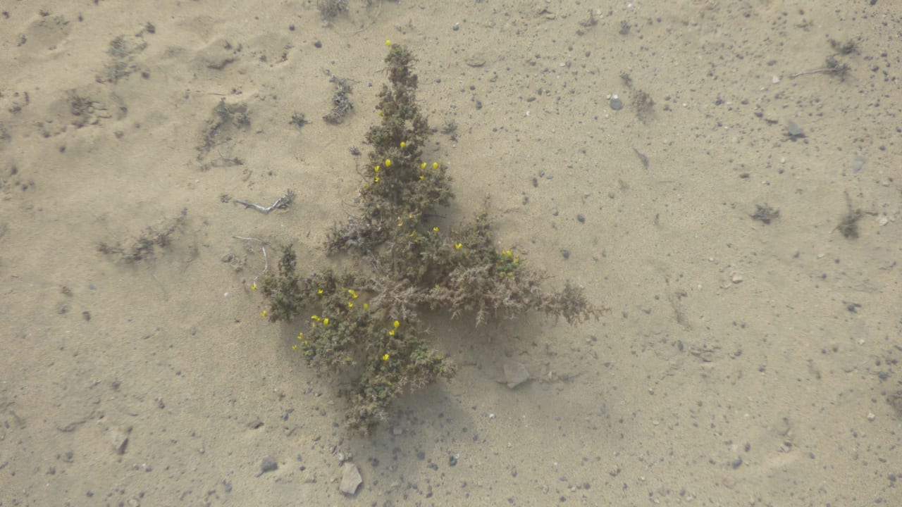 Strand Bakour Fuerteventura La Pared