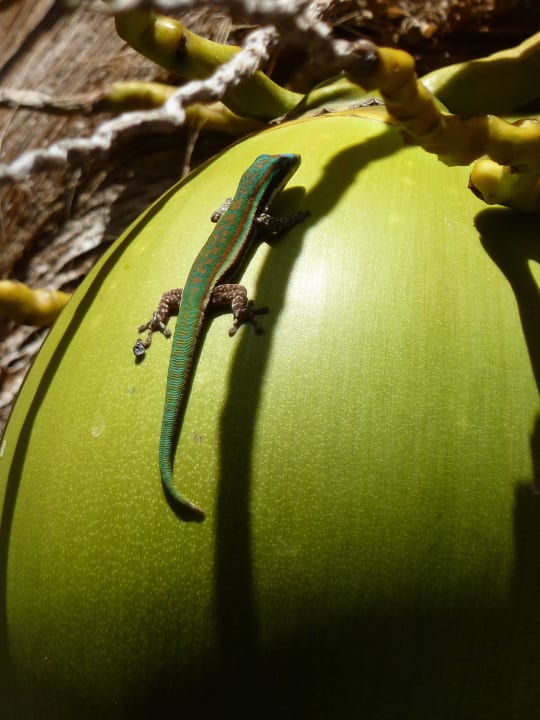 Die Tierwelt Mauricia Beachcomber Resort & Spa