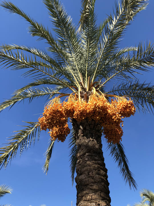 Sonstiges Sunis Kumköy Beach Resort Hotel & Spa