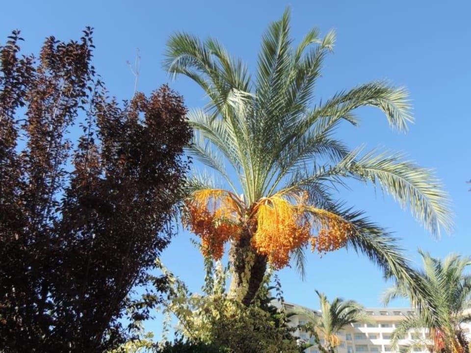 Dattelpalmen im Garten Saphir Resort & Spa