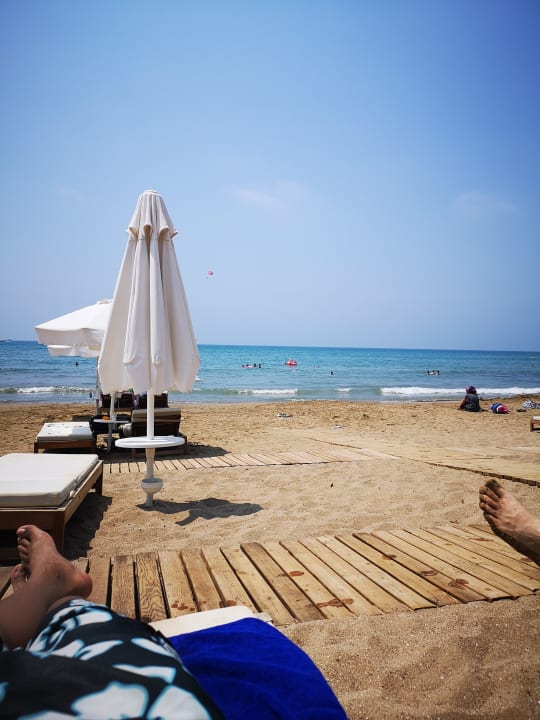 Strand Acanthus Cennet Barut Collection