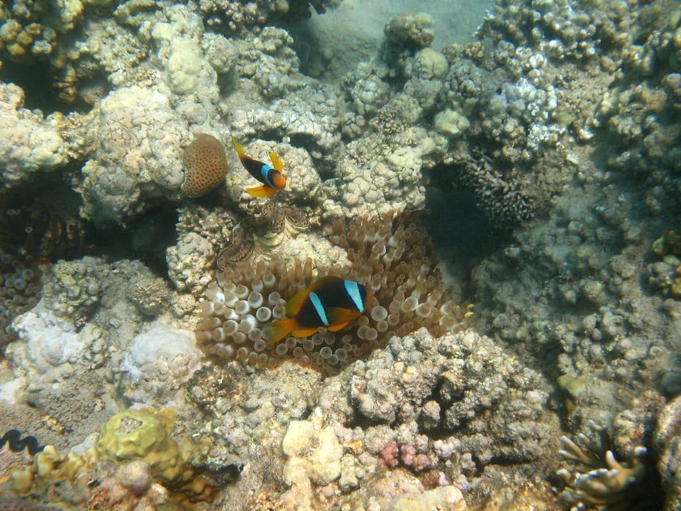 9 Stella Beach Resort & Spa Makadi Bay