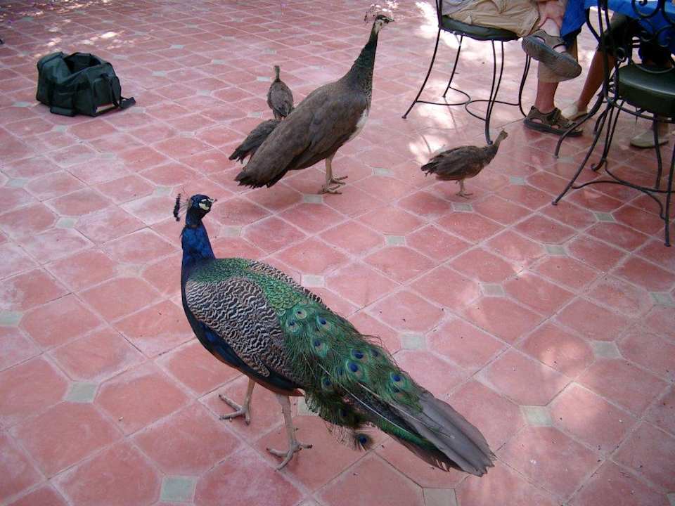 Pfauenpaar mit Nachwuchs Auberge Chez Ali