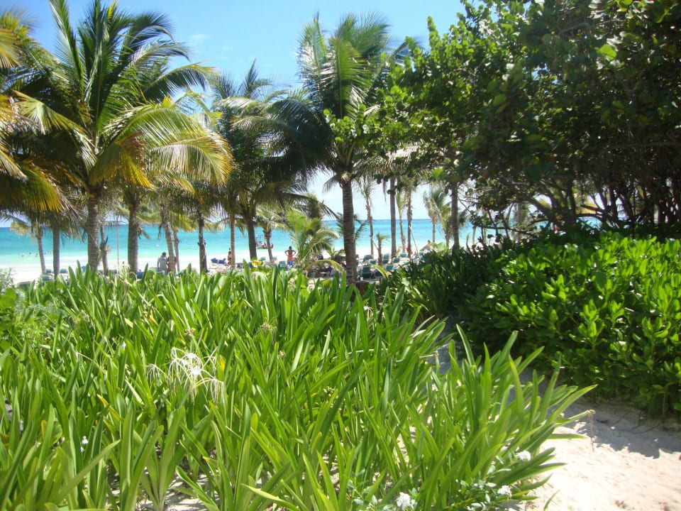 Hotel Catalonia Playa Maroma Catalonia Playa Maroma