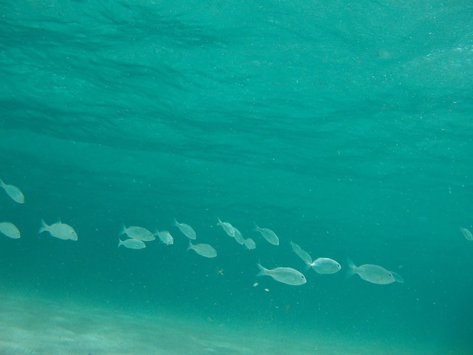 Fische beim Schnorcheln 2 Hipotels Mediterraneo Club